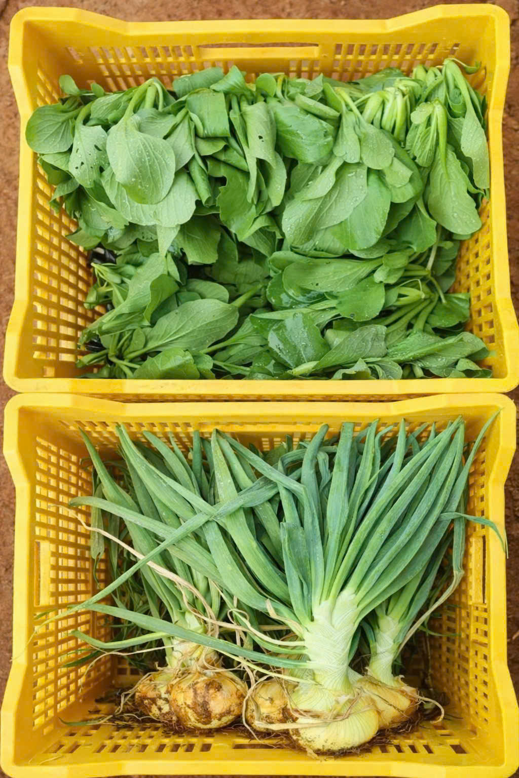 Rau củ được thu hoạch và phân loại