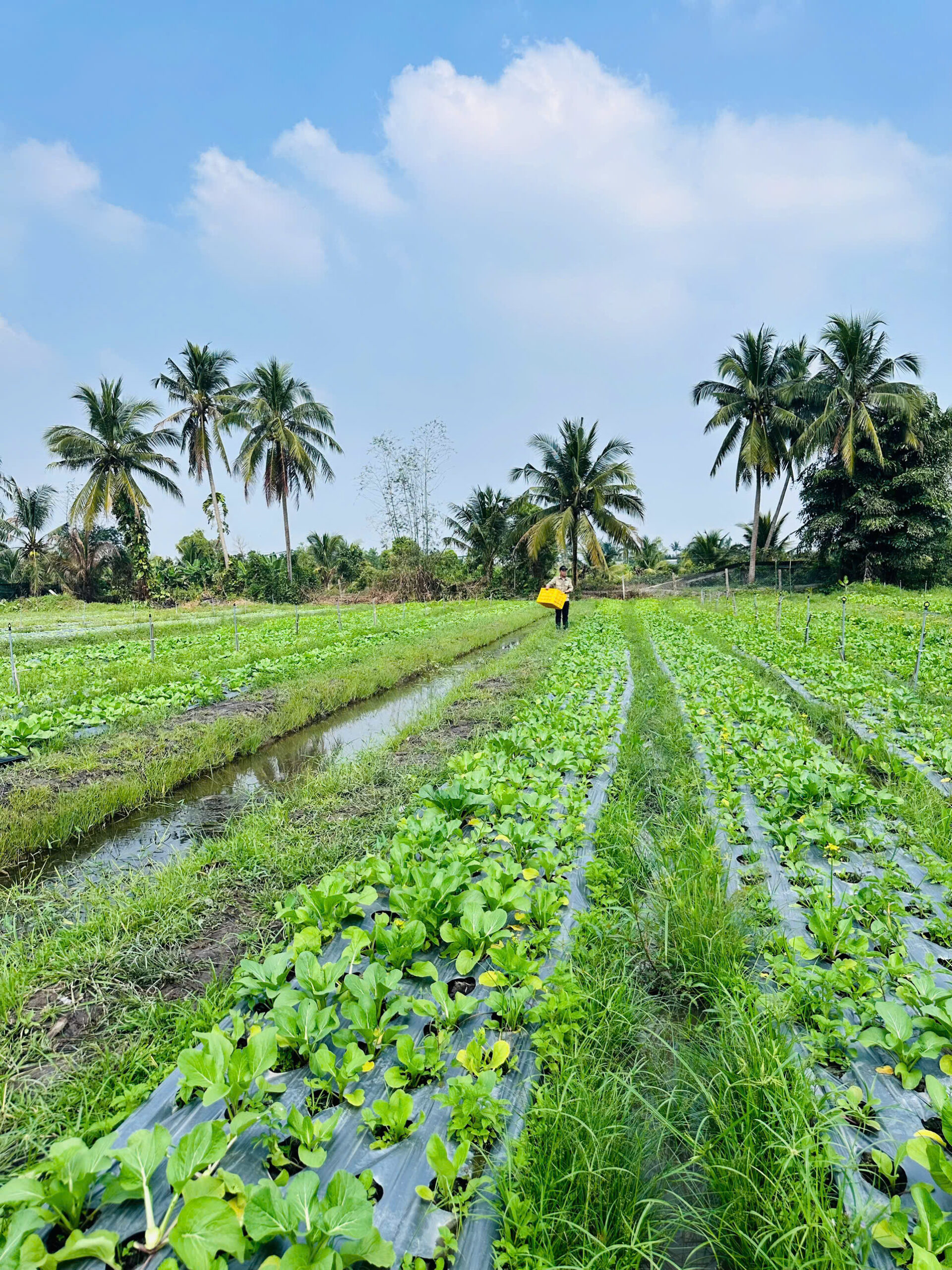 Khu vực canh tác rau tại nông trại EcoHarvest