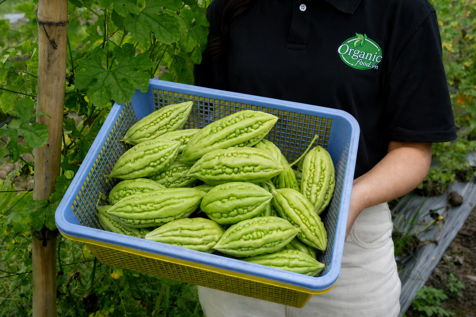 Khổ qua tươi sau thu hoạch